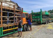 Cuaca Ekstrem, Polisi Distribusikan Air Bersih ke Ratusan Ternak di Gilimas