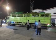 Laporan Pengamanan Malam di Pelabuhan Lembar: 18 Truk Ternak Sapi Aman Dimuat
