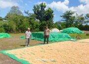 Bhabinkamtibmas Desa Adu Pantau Penjemuran Jagung Milik Warga Dukung Ketahanan Pangan Nasional