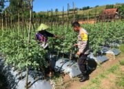 Dukung Ketahanan Pangan Menuju Indonesia Emas 2045, Bhabinkamtibmas Dorong Warga Tanam Sayur di Desa Katua