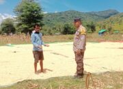 Bhabinkamtibmas Desa Lepadi Kawal Panen Jagung Warga, Dukung Program Ketahanan Pangan Nasional Menuju Indonesia Emas 2045