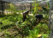 Bhabinkamtibmas Desa Bukit Damai Dampingi Warga Dukung Ketahanan Pangan Lewat Pemanfaatan Pekarangan