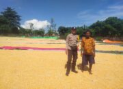 Bhabinkamtibmas Lasi Kawal Panen Jagung Warga Dukung Ketahanan Pangan Nasional
