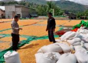 Dukung Indonesia Emas 2045, Mungkinkah Petani Lokal Jadi Penopang Ketahanan Pangan