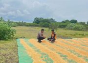 Pantau dan Bantu Petani di Wilayah Binaan Bhabinkamtibmas Polsek Tambora Dukung Penuh Program Prioritas Presiden RI