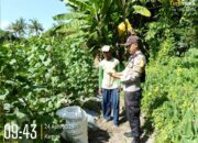 Bhabinkamtibmas Pantau Panen Mentimun, Dukung Ketahanan Pangan di Karang Dima