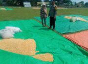 Bhabinkamtibmas Desa Daha Dampingi Warga Jemur Jagung, Dukung Ketahanan Pangan Menuju Indonesia Emas 2045