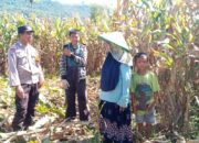 Bhabinkamtibmas Desa Madaprama pantau panen jagung dalam mendukung program ketahanan pangan nasional menuju Indonesia Emas 2045