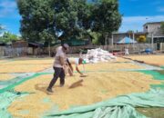 Bhabinkamtibmas Desa Kramat Pantau Panen Jagung Warga Dukung Program Ketahanan Pangan Nasional Menuju Indonesia Emas