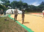 Bhabinkamtibmas Desa Lasi Hadir Kawal Panen Jagung Petani Dukung Ketahanan Pangan Nasional