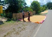 Bhabinkamtibmas Woko Dampingi Panen Jagung Dukung Ketahanan Pangan Nasional