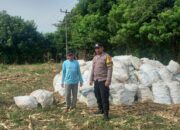 Bhabinkamtibmas Desa Serakapi pantau hasil panen jagung dalam mendukung program ketahanan pangan nasional menuju Indonesia Emas 2045