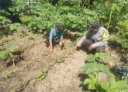 Bhabinkamtibmas Desa Bukit Damai Lakukan Pendampingan dan Monitoring Ketahanan Pangan