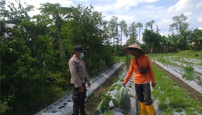 Bhabinkamtibmas Desa Jagaraga Ajarkan Warga Pemanfaatan Lahan untuk Ketahanan Pangan