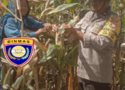 Dukung Ketahanan Pangan Nasional, Bhabinkamtibmas Pantau Tanaman Jagung Warga di Rhee.