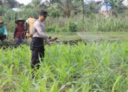 Polres Lombok Tengah Dukung Ketahanan Pangan Nasional: Bantu Petani Pupuk Lahan Jagung.