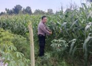 Silaturahmi Kamtibmas dan Pangan: Peran Polisi di Desa