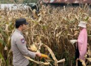 Wujudkan Indonesia Yang Swasembada Pangan, Bhabinkamtibmas Polsek Donggo Terjun Bantu Warga Panen Jagung