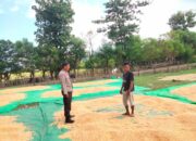 Bhabinkamtibmas Cempi Jaya Dampingi Panen Jagung, Wujud Dukungan Program Ketahanan Pangan Nasional