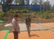 Bantu Jemur Jagung Warga Binaan Bhabinkamtibmas Polsek Donggo Mendukung Program Ketahanan Pangan Nasional