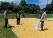 Jagung Petani Desa Marada Terdampak Cuaca, Bhabinkamtibmas Lakukan Pemantauan Ketahanan Pangan