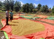 Bhabinkamtibmas Desa Hu’u Pantau Penjemuran Jagung Warga di Dusun Cangga
