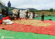 Bhabinkamtibmas Desa Hu’u Pantau Penggilingan Jagung Warga, Ingatkan Pentingnya Kualitas Panen