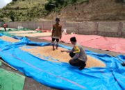 Langkah Kongkret Bhabinkamtibmas Polsek Sanggar Bantu Proses Pengeringan Jagung Warga Dukung Ketahanan Pangan Nasional