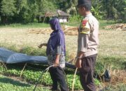 Dorong Swasembada Pangan, Bhabinkamtibmas Desa Beru Tinjau Kebun Sayur Warga