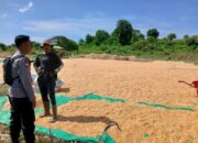 Bhabinkamtibmas Calabai Pantau Panen Raya Dukung Ketahanan Pangan