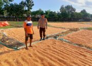 Bhabinkamtibmas Desa Marada Pantau Kegiatan Panen Warga, Dukung Program Ketahanan Pangan Nasional