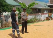 Bhabinkamtibmas Desa Daha Pantau Penjemuran Jagung Warga, Dukung Ketahanan Pangan Menuju Indonesia Emas 2045