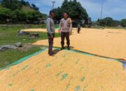 Dukung Ketahanan Pangan Nasional, Bhabinkamtibmas Desa Marada Lakukan Pemantauan Hasil Panen Warga