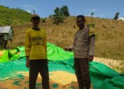 Bhabinkamtibmas Desa Ranggo Pantau Penjemuran Jagung Warga, Dukung Ketahanan Pangan Menuju Indonesia Emas 2045