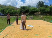 Dukung Ketahanan Pangan Nasional, Bhabinkamtibmas Marada Lakukan Pemantauan Hasil Panen Warga