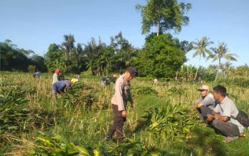 Bhabinkamtibmas Desa Jagaraga Aktif Dorong Ketahanan Pangan Lokal