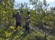 Bhabinkamtibmas Gapuk Dukung Petani Jambu Kristal di Gerung