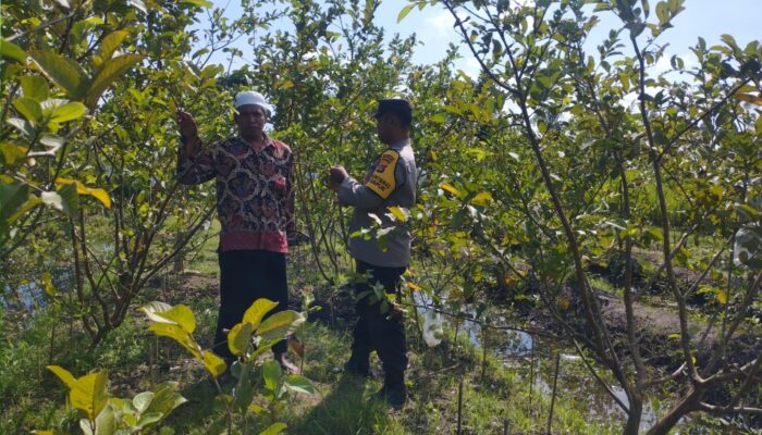 Kunjungan Bhabinkamtibmas ke Petani Jambu Kristal di Lombok Barat