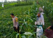 Bripka Ahmad Rosyidi Motivasi Petani Kuripan Utara