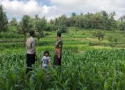 Bhabinkamtibmas Mareje Dukung Petani Jagung di Lembar