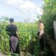 Jagung Bonanza dan Peran Polri dalam Ketahanan Pangan