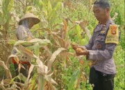 Bhabinkamtibmas Desa Kidang, Polsek Praya Timur, Dampingi Warga Panen Raya Jagung, Perkuat Ketahanan Pangan Nasional