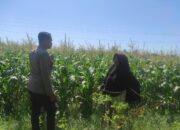 Polri Bersama Masyarakat Desa Rhee Loka Tingkatkan Ketahanan Pangan Lewat Pendampingan Pertanian