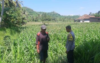 Dukung Swasembada, Polri Sapa Petani Jagung Sekotong Timur