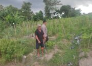 Wujudkan Kemandirian Pangan, Warga Mapak Barat Didorong Tanam Sendiri