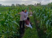 Kuripan Utara Siapkan Pola Tanam Adaptif di Musim Tak Menentu