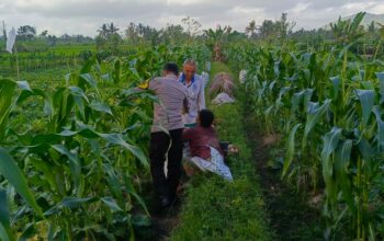 Kuripan Utara Siapkan Pola Tanam Adaptif di Musim Tak Menentu