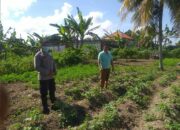 Polri Dukung Ketahanan Pangan Nasional Bhabinkamtibmas Jagaraga Ajak Petani Manfaatkan Lahan Produktif
