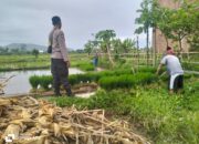 Polri Pantau Langsung Tanam Padi di Desa Lelede, Lombok Barat