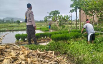 Polri Pantau Langsung Tanam Padi di Desa Lelede, Lombok Barat